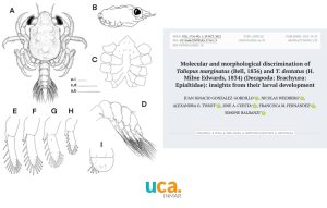 Nuevo artículo sobre la identificación de Taliepus marginatus y Taliepus dentatus