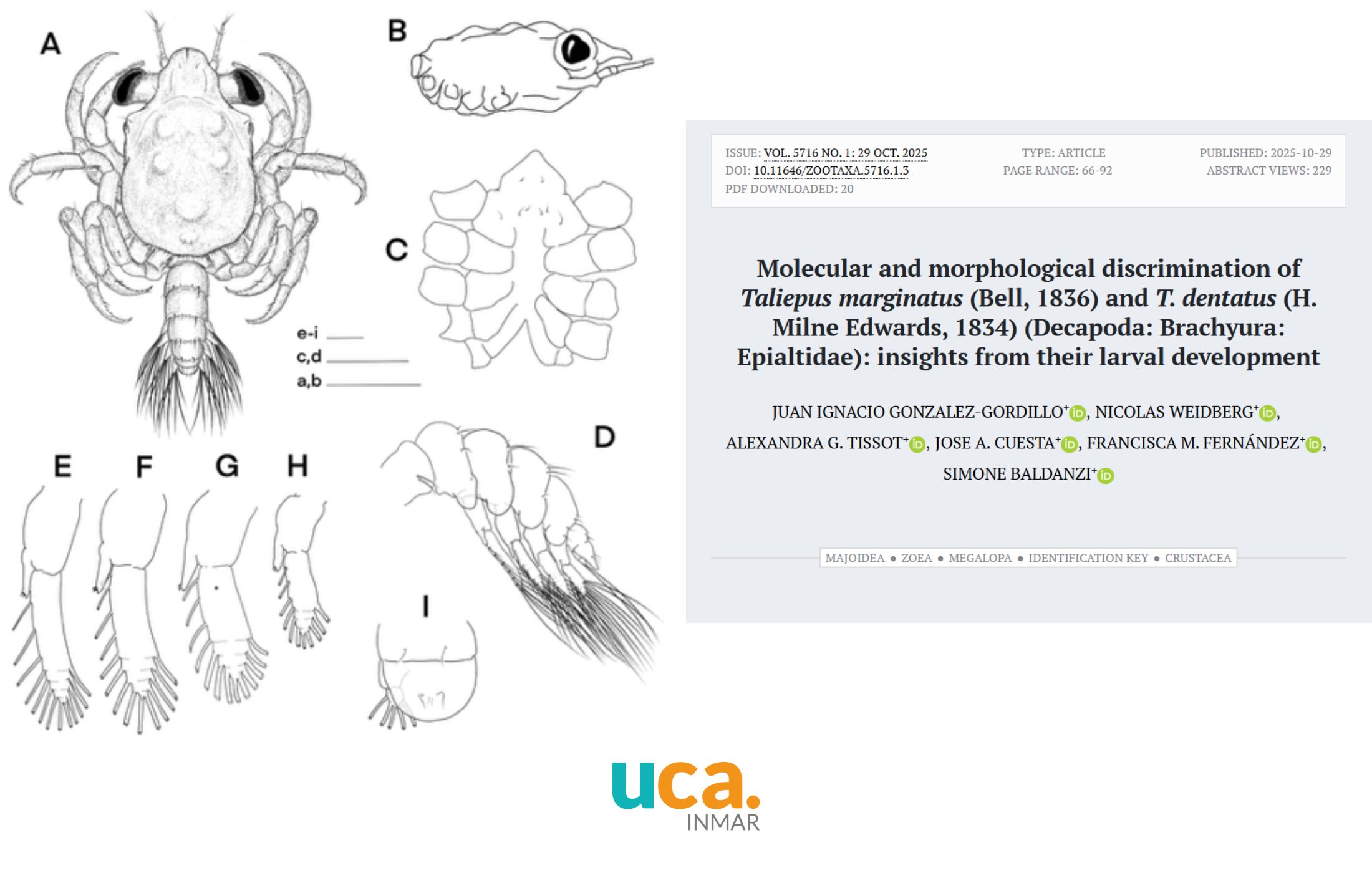 Nuevo artículo sobre la identificación de Taliepus marginatus y Taliepus dentatus