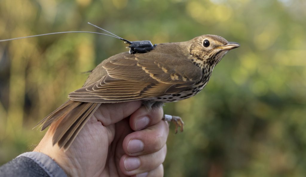 Zorzal común (turdus philomelos) equipado con uno de los dispositivos gps satelitales utilizados para seguir su migración. dicho procedimiento permitió registrar vuelos migratorios zorzales a lo largo y ancho del continente europeo, cuales frecuentemente fueron varios centenares km en una sola noche (foto: sascha rösner).