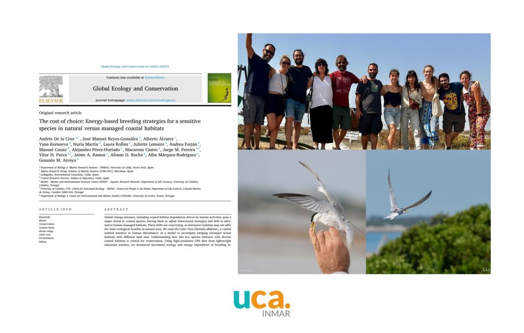 Nuevo artículo sobre cómo las playas y las salinas condicionan la vida del charrancito en la Bahía de Cádiz