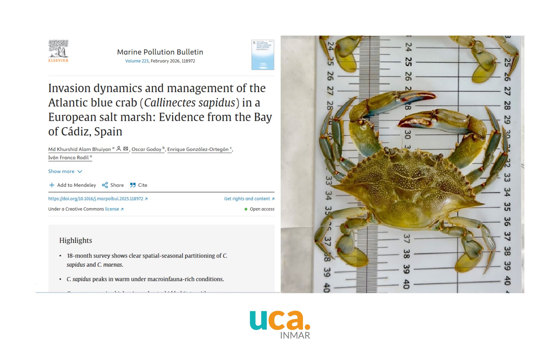 El cangrejo azul invade las salinas de Cádiz: un nuevo estudio revela la influencia del clima y la acuicultura tradicional