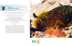 La babosa marina “Dendrodoris limbata” amplía su distribución al Atlántico: nuevas ev...