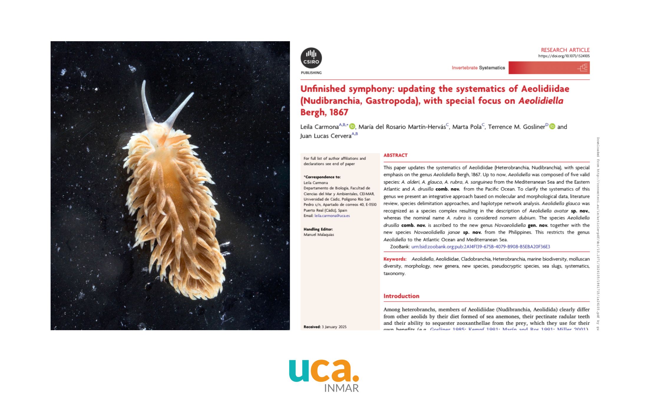 Nueva investigación publicada centrada en actualizar la sistemática de la familia de nudibranquios Aeolidiidae