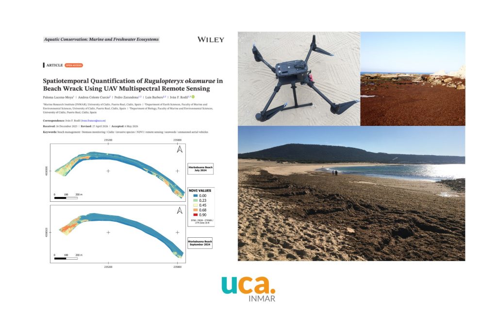 Investigadores del INMAR cuantifican con drones multiespectrales la acumulación de “Rugulopteryx okamurae” en playas del litoral de Cádiz