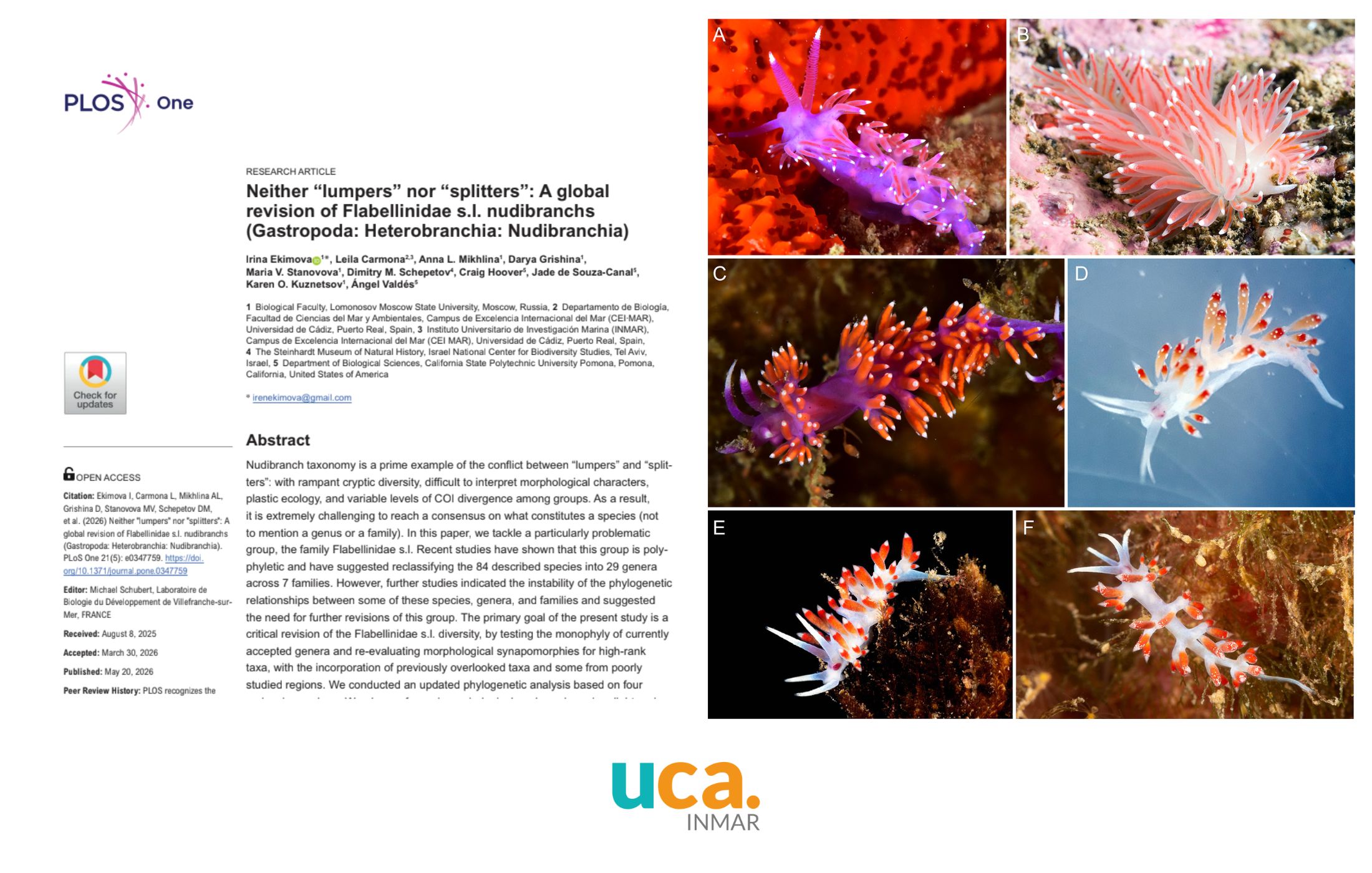 Nueva revisión publicada sobre la clasificación taxonómica de nudibranquios de la familia Flabellinidae s.l.