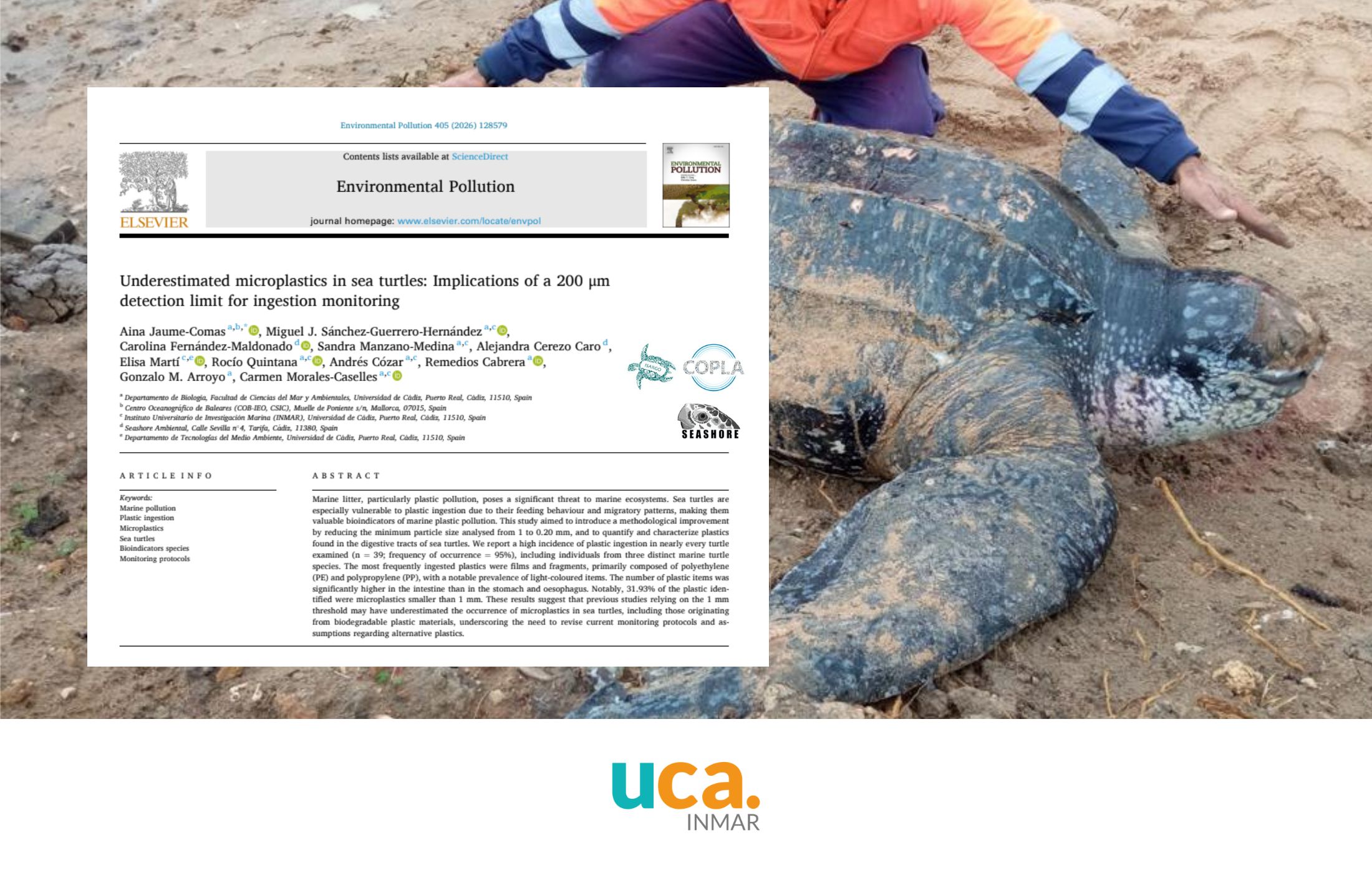 Un nuevo artículo demuestra que la exposición de las tortugas marinas a los microplásticos podría estar siendo infraestimada