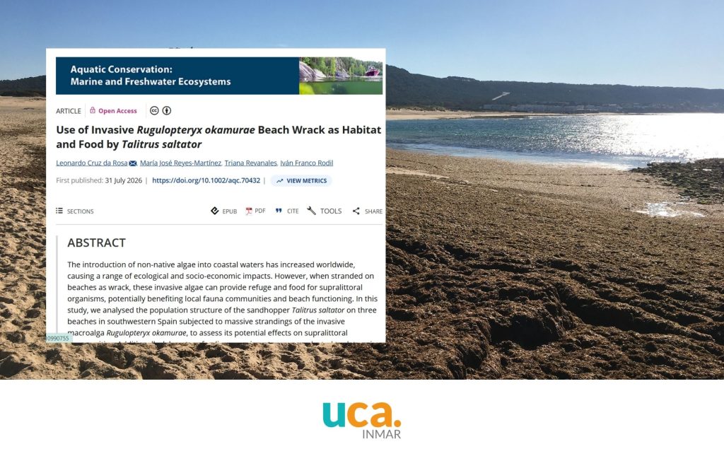 Un estudio liderado por el INMAR analiza el papel de “Rugulopteryx okamurae” como refugio y alimento para la fauna de las playas