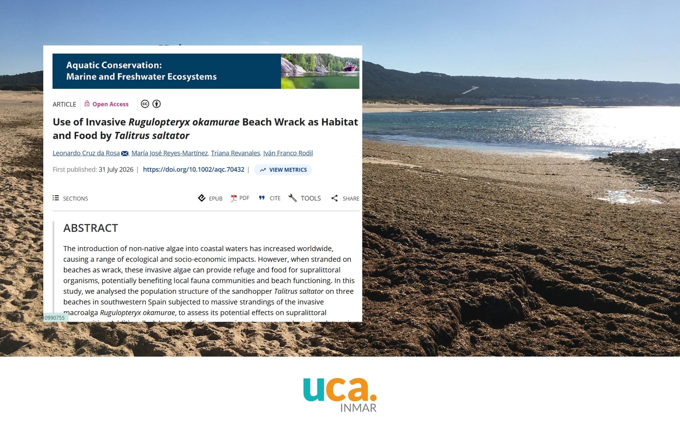 Un estudio liderado por el INMAR analiza el papel de “Rugulopteryx okamurae” como refugio y alimento para la fauna de las playas